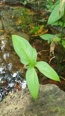 Typhonium trilobatum