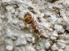 Prenolepis nitens