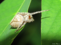 Eriophora edax