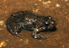 Phrynobatrachus discogularis