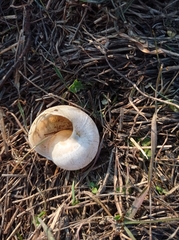 Helix pomatia