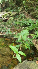 Typhonium trilobatum