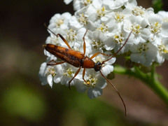 Stenurella septempunctata