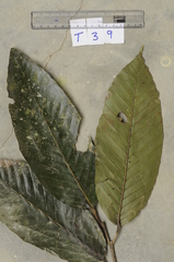 Artocarpus lacucha