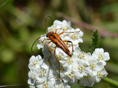 Stenurella septempunctata