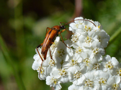 Stenurella septempunctata