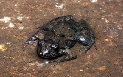Phrynobatrachus discogularis