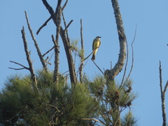 Tyrannus melancholicus