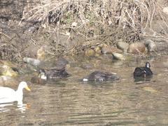 Anas platyrhynchos domesticus