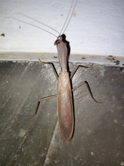 Hierodula pistillinota