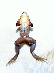 Phrynobatrachus discogularis