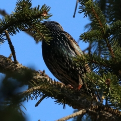 Sturnus vulgaris