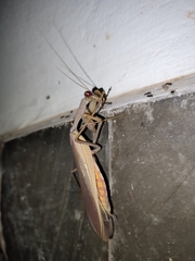 Hierodula pistillinota