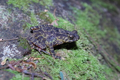 Leptophryne javanica