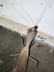 Hierodula pistillinota