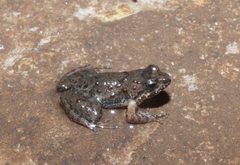 Phrynobatrachus discogularis