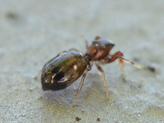 Synageles dalmaticus