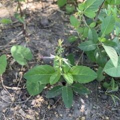 Ocimum filamentosum