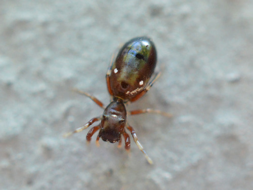 Synageles dalmaticus