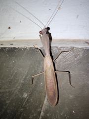 Hierodula pistillinota