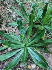 Eryngium foetidum