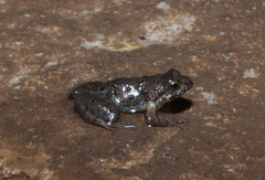 Phrynobatrachus discogularis