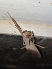 Hierodula pistillinota