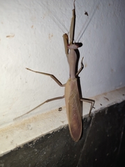 Hierodula pistillinota