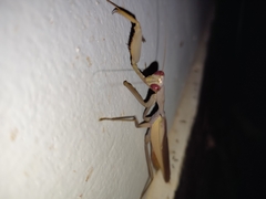 Hierodula pistillinota