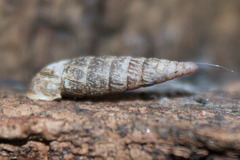 Clausilia bidentata