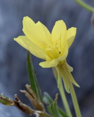 Oenothera elata hirsutissima