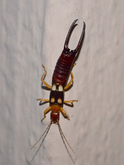 Forficula smyrnensis