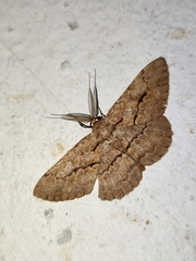 Hypomecis transcissa