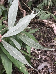 Callicarpa hypoleucophylla