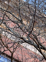 Zonotrichia albicollis