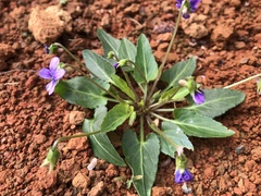 Viola inconspicua nagasakiensis