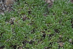 Aptosimum procumbens