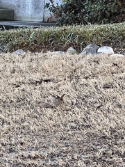 Zonotrichia albicollis