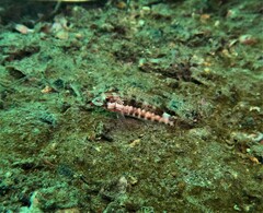 Serranus psittacinus