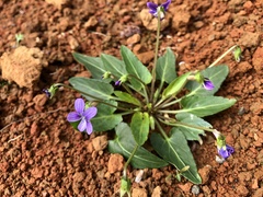 Viola inconspicua nagasakiensis