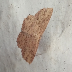 Lepidoptera