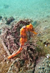 Hippocampus ingens