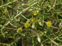 Aspalathus acuminata