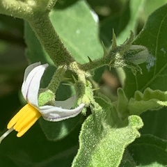 Solanum catombelense