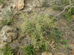 Aspalathus acuminata