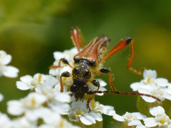 Stenopterus rufus