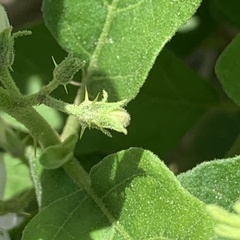 Solanum catombelense