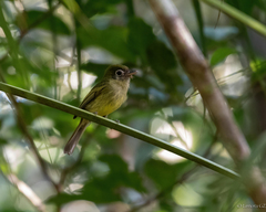 Rhynchocyclus brevirostris