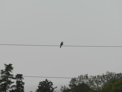 Tyrannus melancholicus