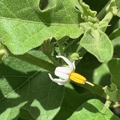 Solanum catombelense